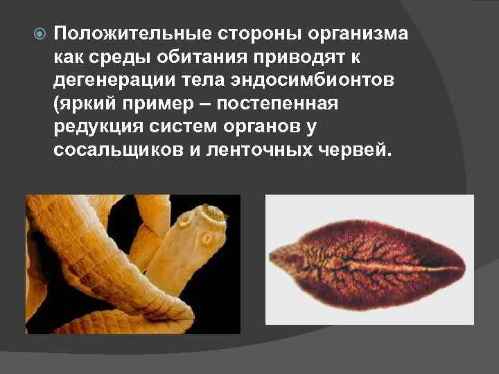  Положительные стороны организма как среды обитания приводят к дегенерации тела эндосимбионтов (яркий пример