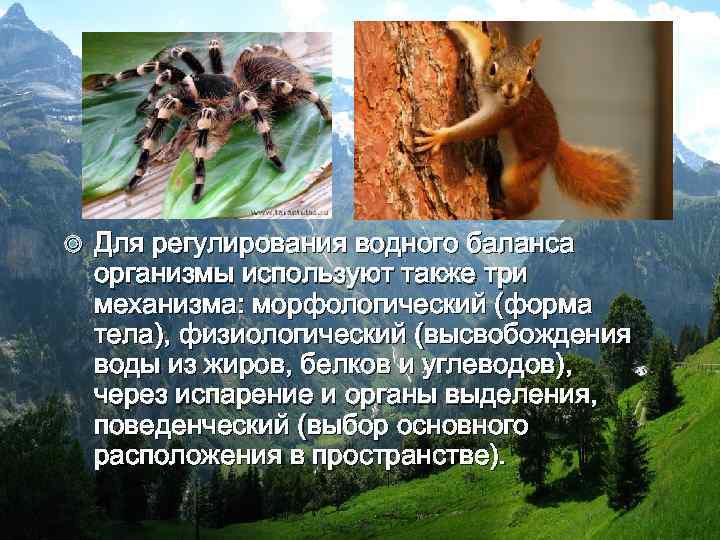  Для регулирования водного баланса организмы используют также три механизма: морфологический (форма тела), физиологический