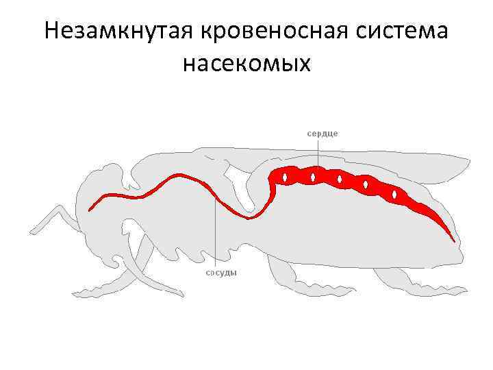 Схема строения кровеносной системы членистоногих