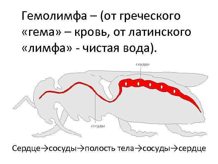 Передвижение веществ у животных 6 класс биология