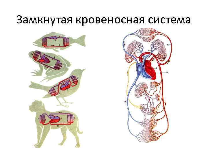 У каких беспозвоночных животных замкнутая кровеносная система