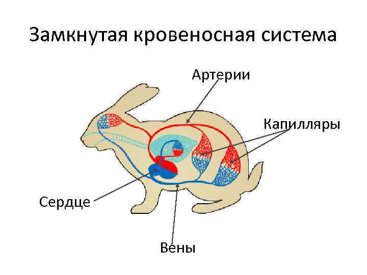 У каких животных незамкнутая. Незамкнутая кровеносная система у животных. Кровеносная система млекопитающих схема. Схема замкнутой и незамкнутой кровеносных систем. Кровеносная система млекопитающих кролик.