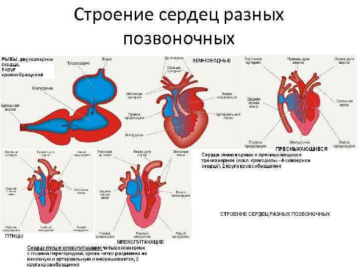 Строение сердец разных позвоночных 