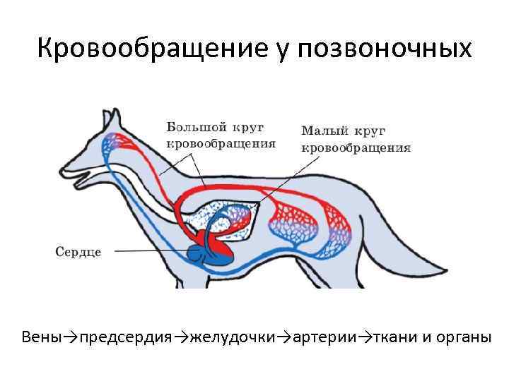 Схемы кровообращения позвоночных