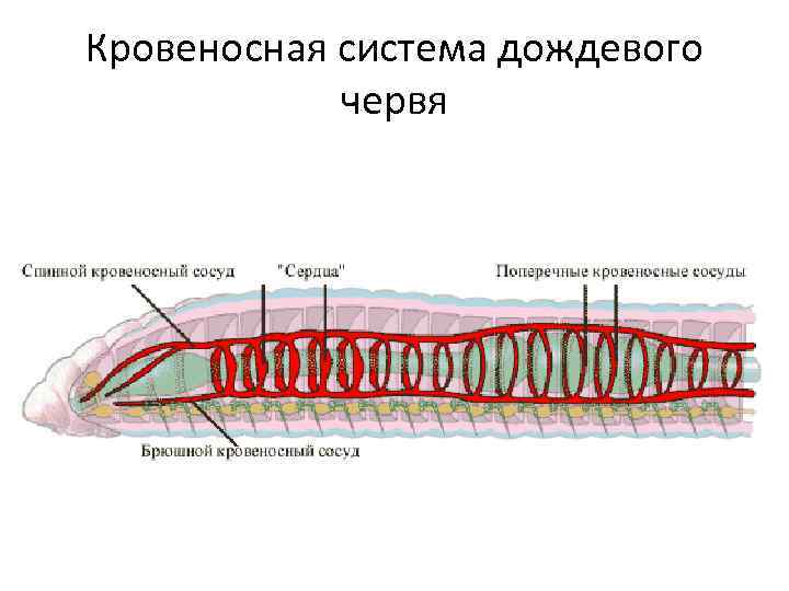 Кровеносная система дождевого червя 
