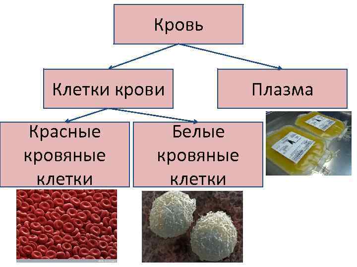 Кровь Клетки крови Красные кровяные клетки Белые кровяные клетки Плазма 