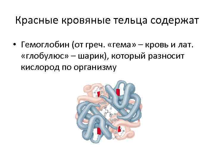 Красные кровяные тельца содержат • Гемоглобин (от греч. «гема» – кровь и лат. «глобулюс»