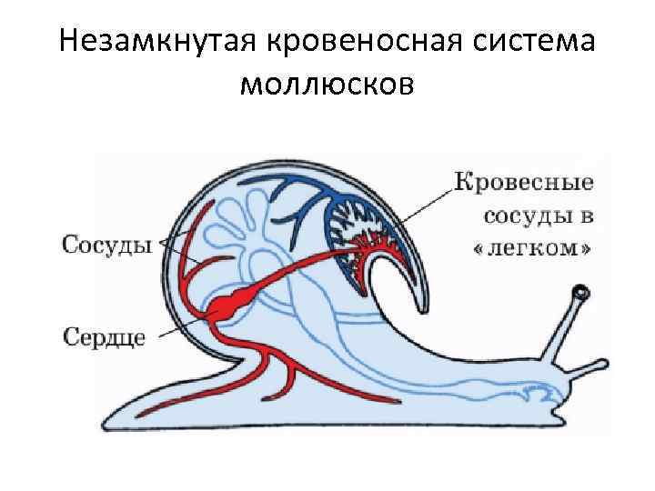 Незамкнутая кровеносная система моллюсков 