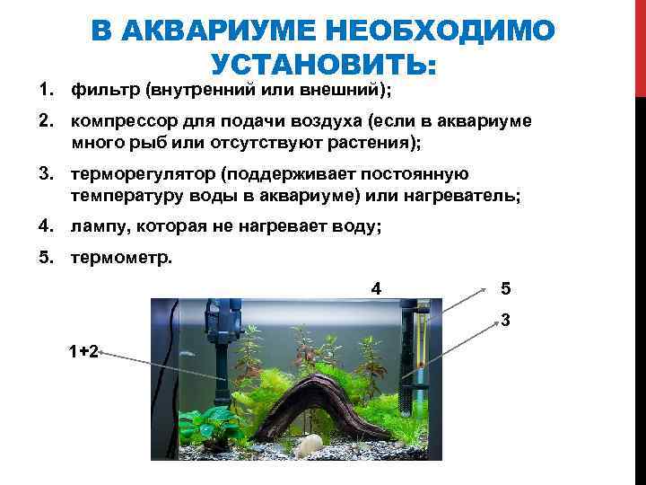 В АКВАРИУМЕ НЕОБХОДИМО УСТАНОВИТЬ: 1. фильтр (внутренний или внешний); 2. компрессор для подачи воздуха