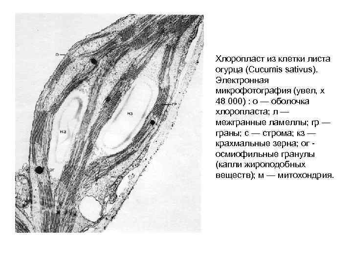 Хлоропласт из клетки листа огурца (Cucumis sativus). Электронная микрофотография (увел, х 48 000) :