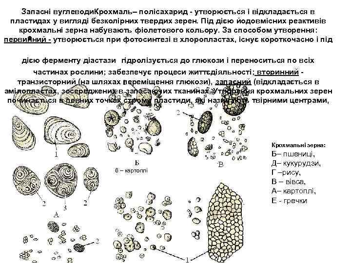 Запасні вуглеводи. Крохмаль– полісахарид - утворюється і відкладається в пластидах у вигляді безколірних твердих