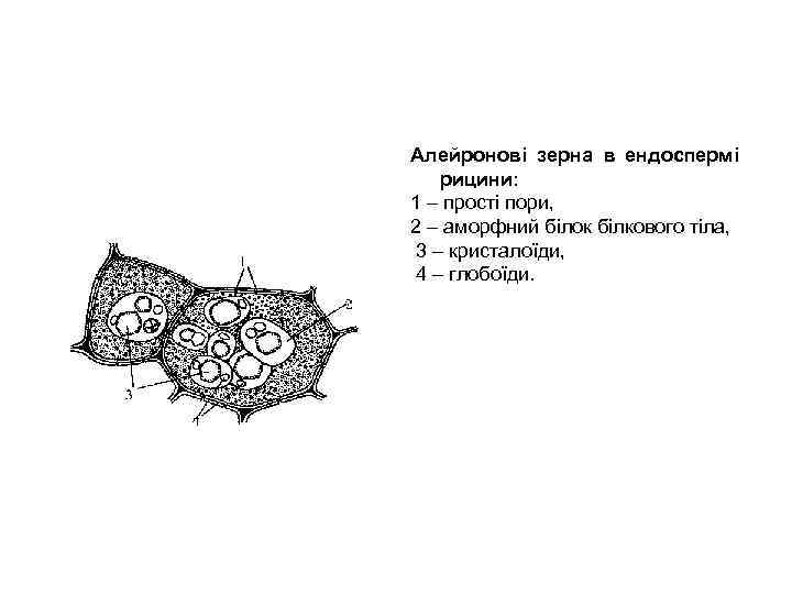 Алейронові зерна в ендоспермі рицини: 1 – прості пори, 2 – аморфний білок білкового