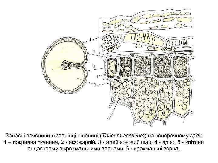 Запасні речовини в зернівці пшениці (Triticum aestivum) на поперечному зрізі: 1 – покривна тканина,