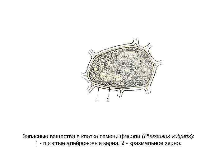 Запасные вещества клетки