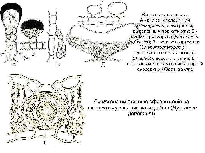  Железистые волоски : А - волосок пеларгонии (Pelargonium) с экскретом, выделенным под кутикулу;