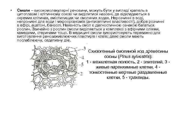  • Смоли – високомолекулярні речовини, можуть бути у вигляді крапель в цитоплазмі і