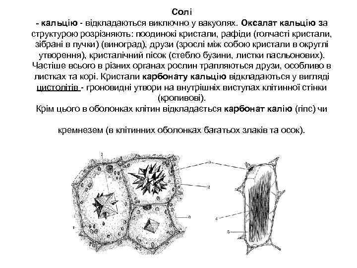 Солі - кальцію - відкладаються виключно у вакуолях. Оксалат кальцію за структурою розрізняють: поодинокі