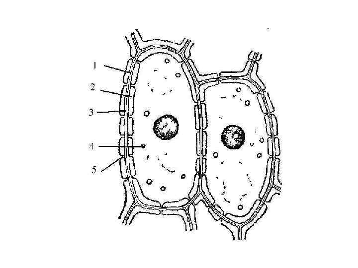 Строение клетки картофеля