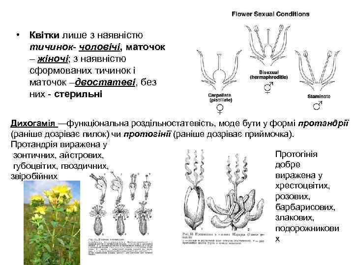  • Квітки лише з наявністю тичинок чоловічі, маточок – жіночі; з наявністю сформованих