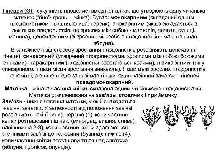 Гінецей (G) сукупність плодолистків однієї квітки, що утворюють одну чи кілька маточок (“гіне” грець.