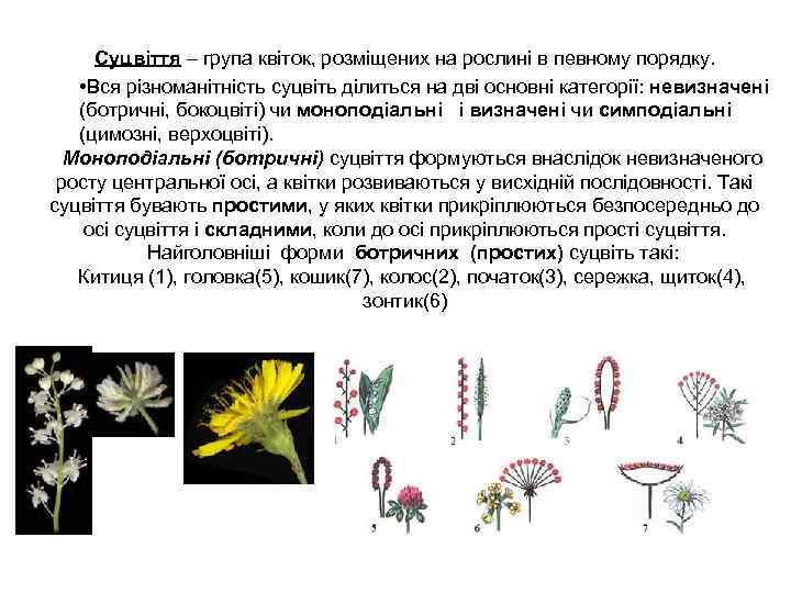 Суцвіття – група квіток, розміщених на рослині в певному порядку. • Вся різноманітність суцвіть