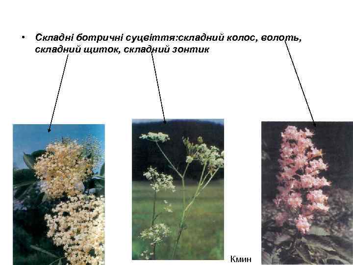  • Складні ботричні суцвіття: складний колос, волоть, складний щиток, складний зонтик Кмин 