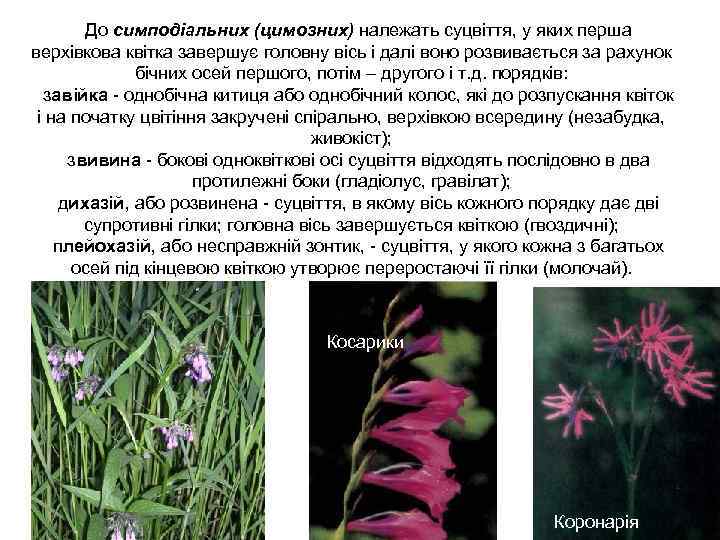 До симподіальних (цимозних) належать суцвіття, у яких перша верхівкова квітка завершує головну вісь і