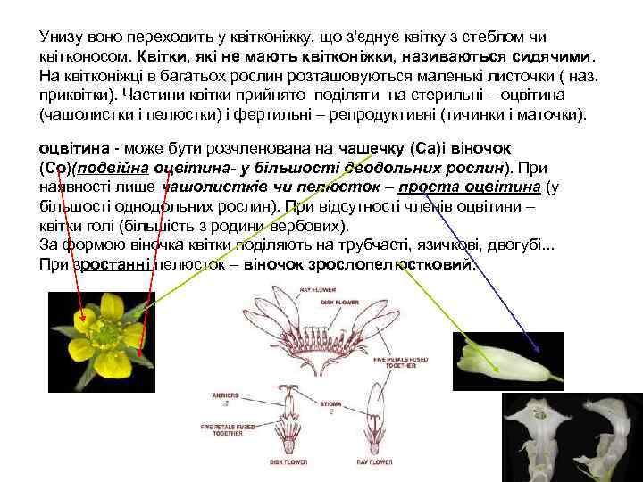 Унизу воно переходить у квітконіжку, що з'єднує квітку з стеблом чи квітконосом. Квітки, які