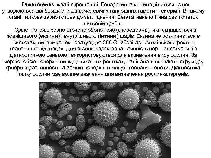 Гаметогенез вкрай спрощений. Генеративна клітина ділиться і з неї утворюються дві безджгутикових чоловічих гаплоїдних