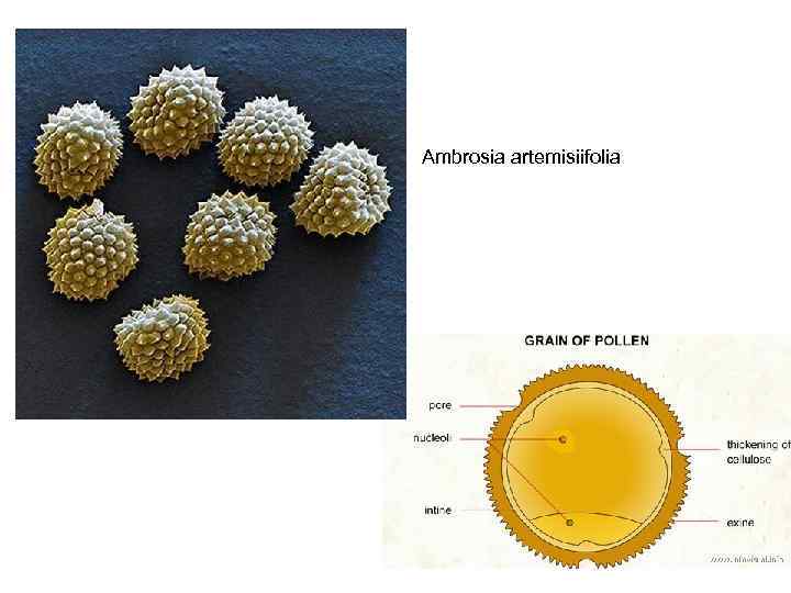 Ambrosia artemisiifolia 