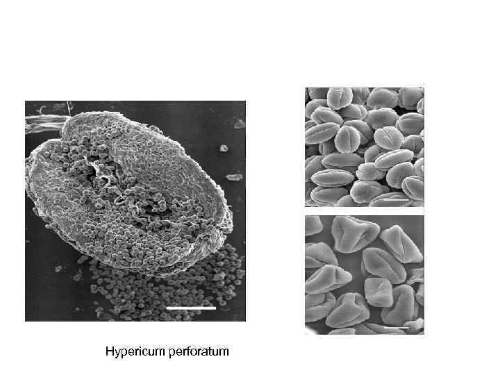 Hypericum perforatum 