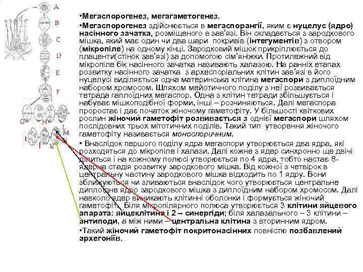  • Мегаспорогенез, мегагаметогенез. • Мегаспорогенез здійснюється в мегаспорангії, яким є нуцелус (ядро) насінного