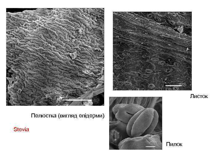 Листок Пелюстка (вигляд епідерми) Stevia Пилок 