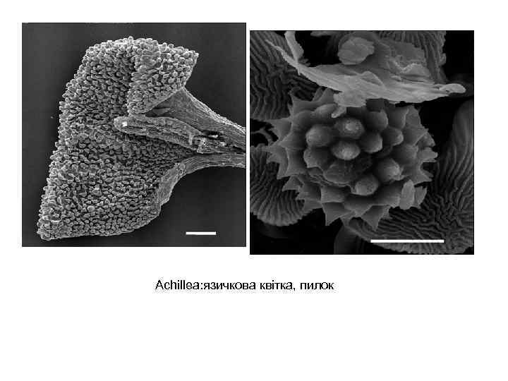 Achillea: язичкова квітка, пилок 