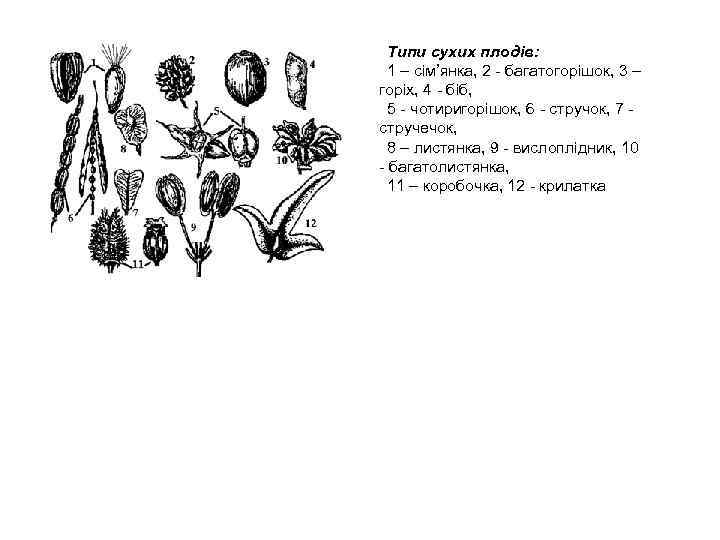 Типи сухих плодів: 1 – сім’янка, 2 багатогорішок, 3 – горіх, 4 біб, 5
