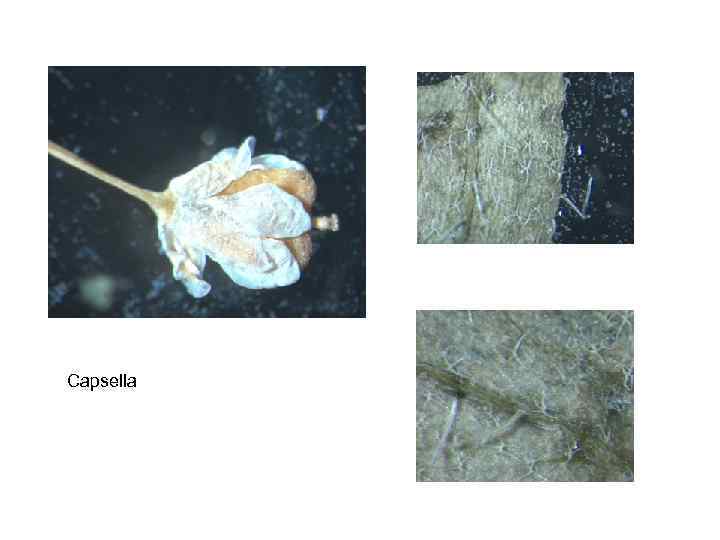 Capsella 