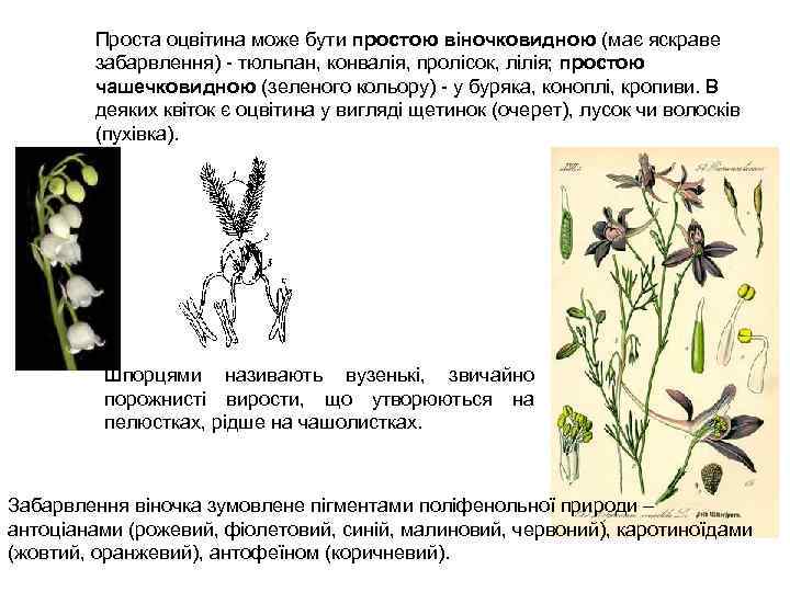 Проста оцвітина може бути простою віночковидною (має яскраве забарвлення) тюльпан, конвалія, пролісок, лілія; простою