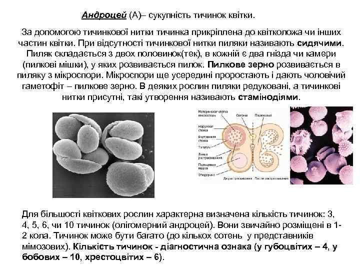 Андроцей (А)– сукупність тичинок квітки. За допомогою тичинкової нитки тичинка прикріплена до квітколожа чи