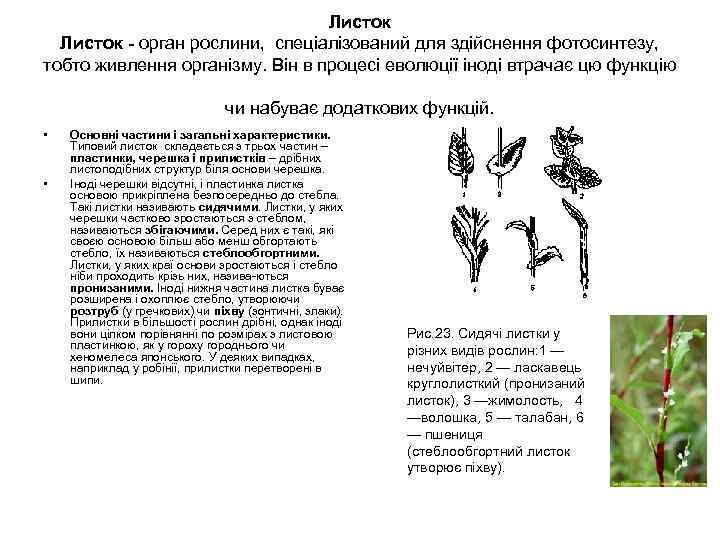 Листок - орган рослини, спеціалізований для здійснення фотосинтезу, тобто живлення організму. Він в процесі