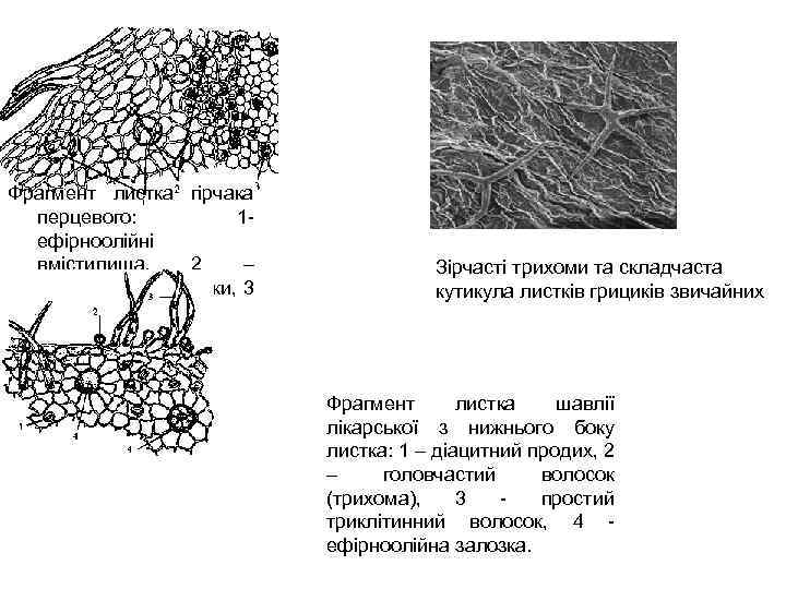 Фрагмент листка гірчака перцевого: 1 ефірноолійні вмістилища, 2 – ефірноолійні залозки, 3 – друзи