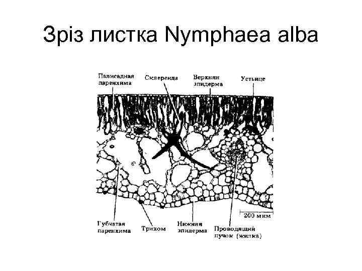 Зріз листка Nymphaea alba 