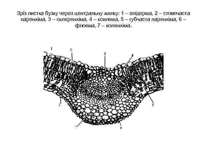Зріз листка бузку через центральну жилку: 1 – епідерма, 2 – стовпчаста паренхіма, 3