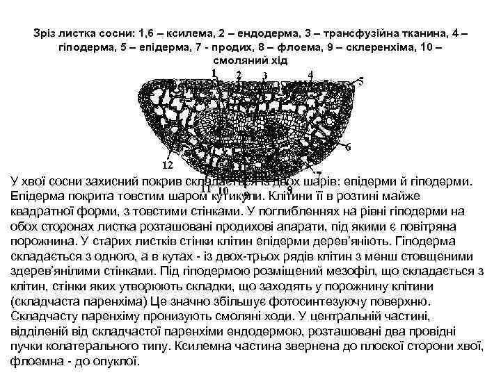 Зріз листка сосни: 1, 6 – ксилема, 2 – ендодерма, 3 – трансфузійна тканина,