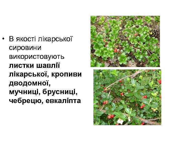  • В якості лікарської сировини використовують листки шавлії лікарської, кропиви дводомної, мучниці, брусниці,