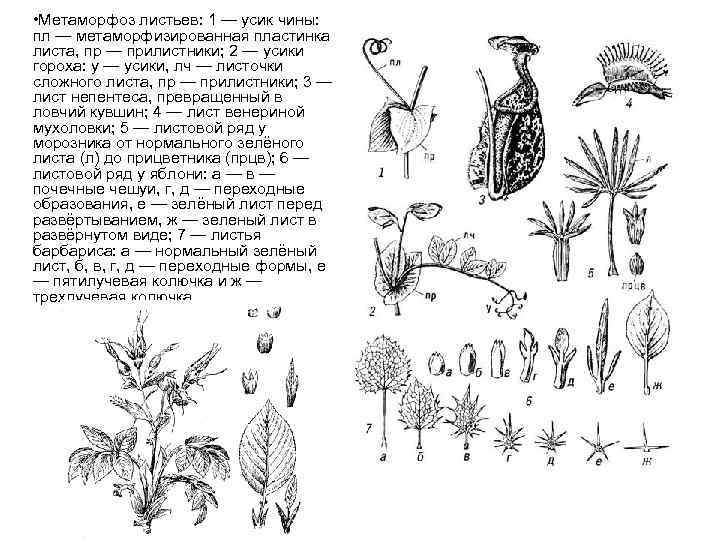 Видоизменения листьев рисунок