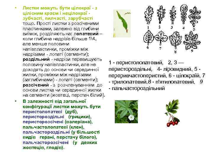  • • Листки можуть бути цілокраї - з цілісним краєм i нецілокраї зубчасті,