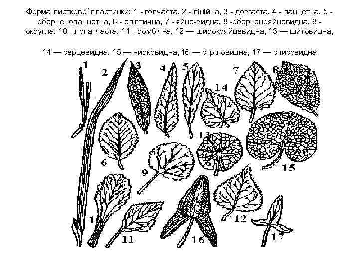 Форма листкової пластинки: 1 голчаста, 2 лінійна, 3 довгаста, 4 ланцетна, 5 оберненоланцетна, 6