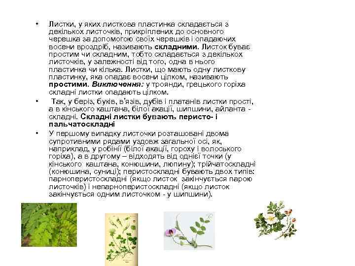  • • • Листки, у яких листкова пластинка складається з декількох листочків, прикріплених