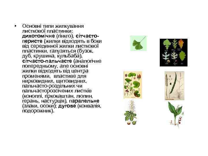  • Основні типи жилкування листкової пластинки: дихотомічне (гінкго), сітчастоперисте (жилки відходять в боки
