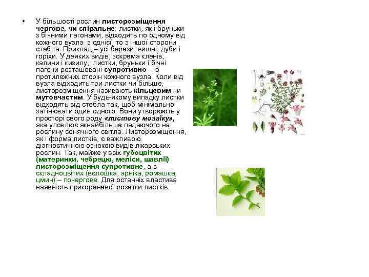  • У більшості рослин листорозміщення чергове, чи спіральне: листки, як і бруньки з